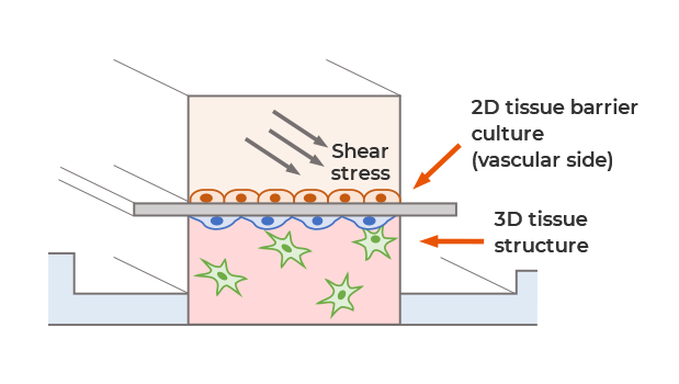Human tissue barrier chip 