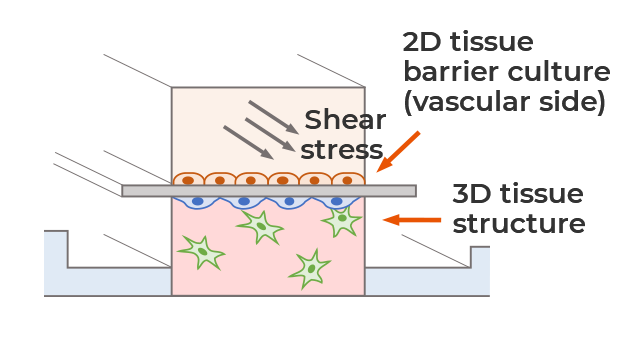 Human tissue barrier chip 